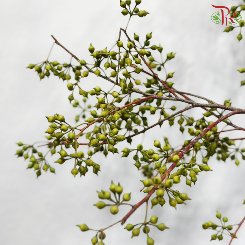 Wolly Ball Branch (Per Stem) (With Size Options)