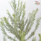Wooly Bush (Per Bunch)