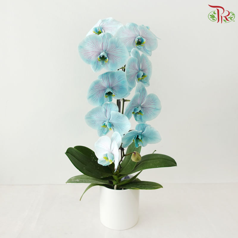 【Pre-Order】Big Single Stem Phalaenopsis Orchid (Without Vase) (With Color Option)