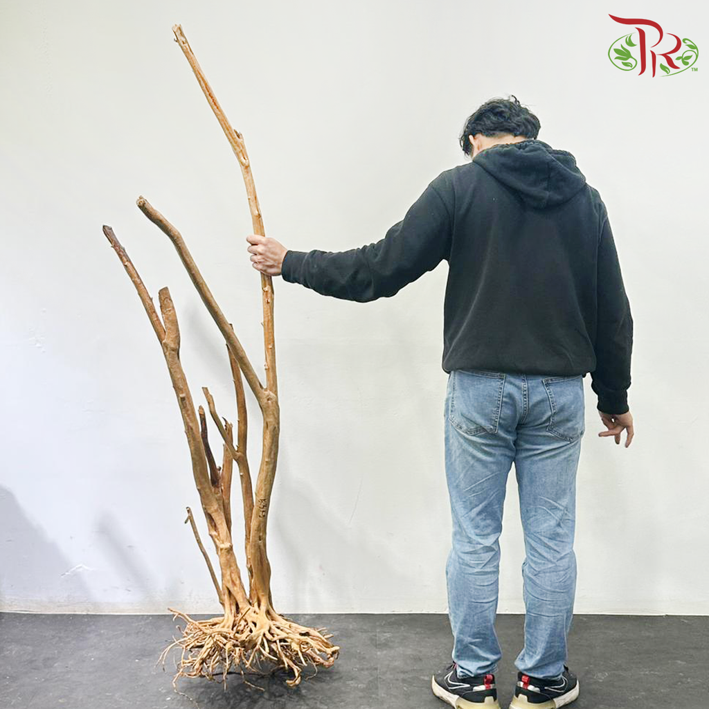 Rhododendron《杜鹃树》1KG