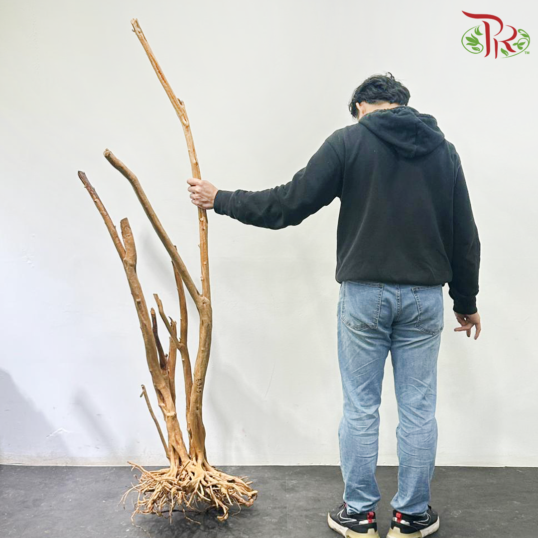 Rhododendron《杜鹃树》1KG