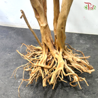 Rhododendron《杜鹃树》1KG