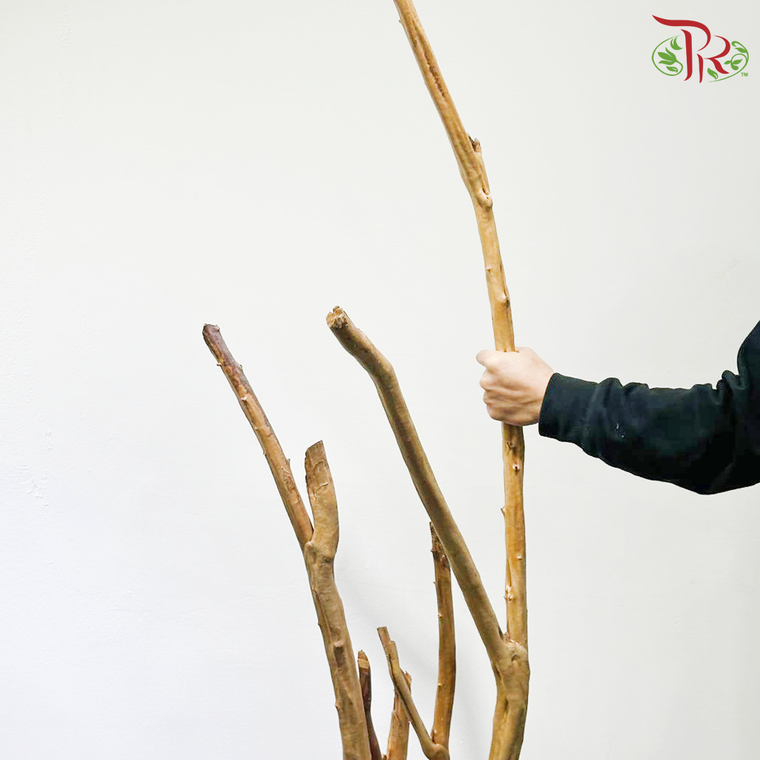 Rhododendron《杜鹃树》1KG