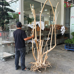 Rhododendron《杜鹃树》1KG