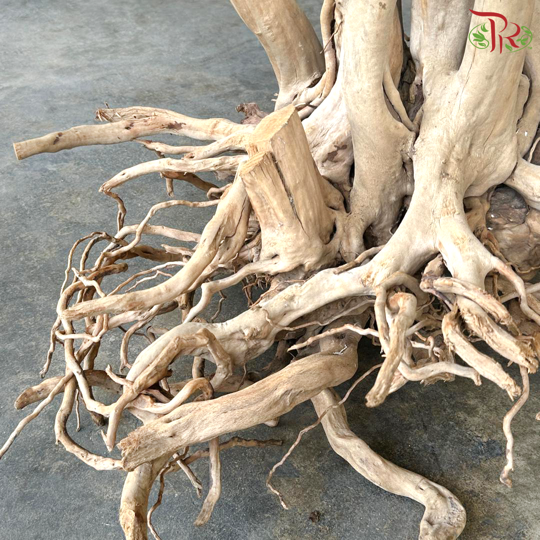 Rhododendron《杜鹃树》1KG