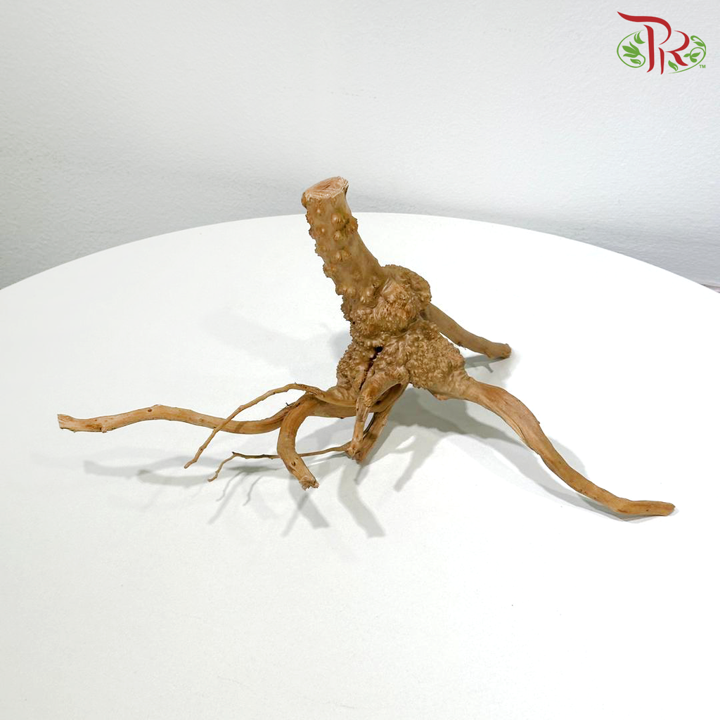 Little Tree Root《小树根》1KG
