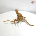 Little Tree Root《小树根》1KG