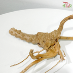 Little Tree Root《小树根》1KG