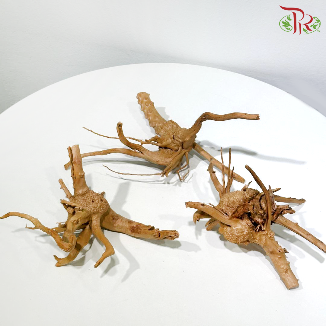 Little Tree Root《小树根》1KG