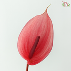 Anthurium - Xavia 萨维尔 (Per Stem)