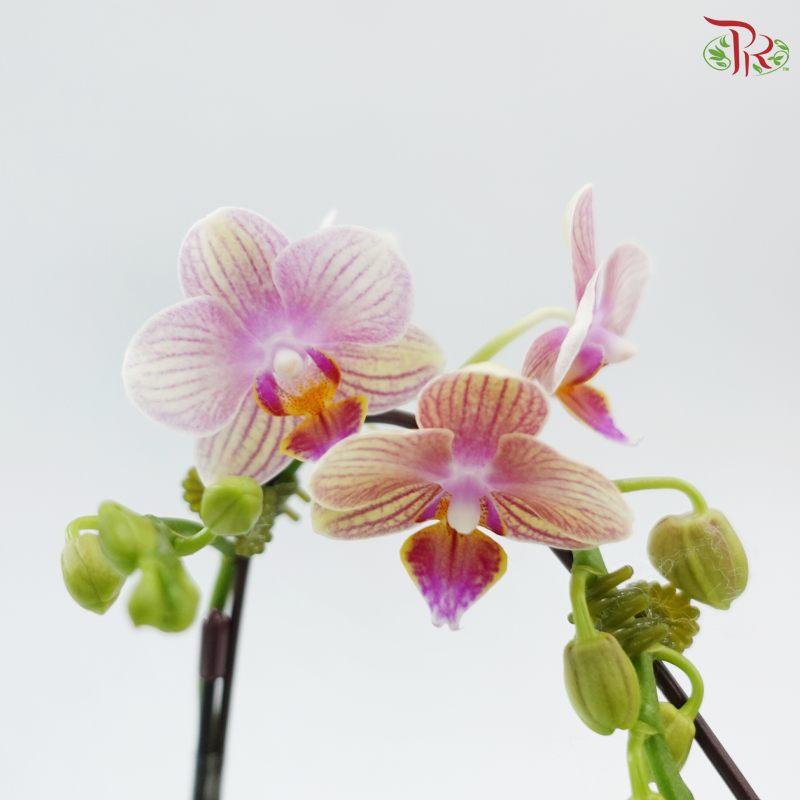 Mini Double Stem Phalaenopsis - YH0711 (Without Vase)