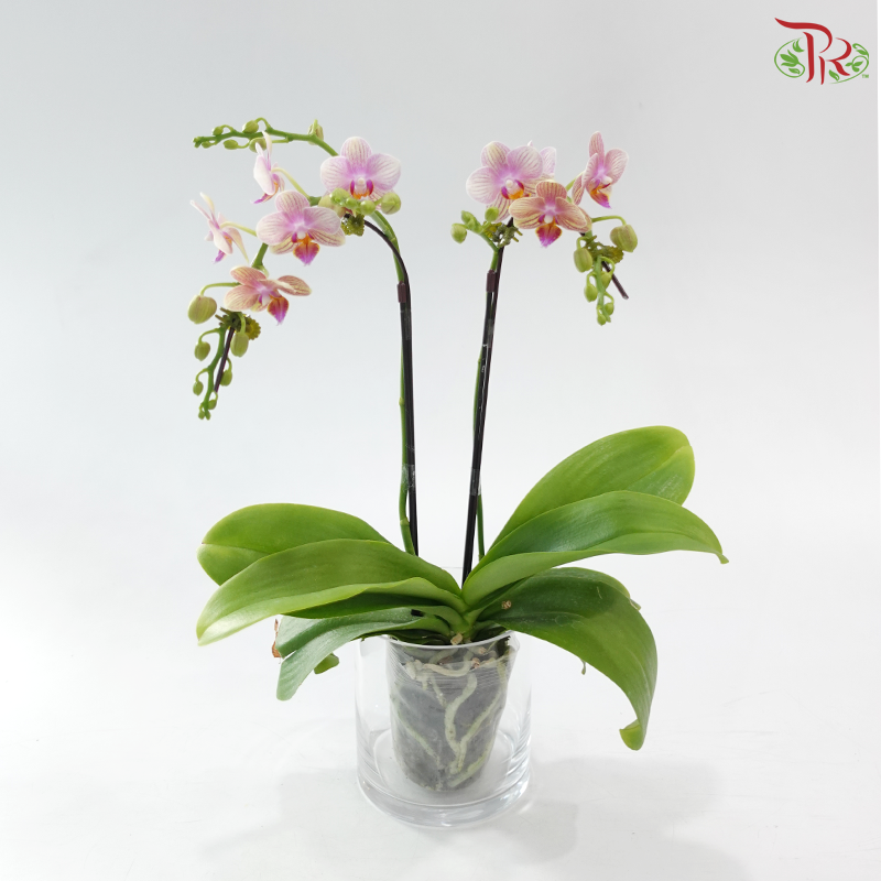 Mini Double Stem Phalaenopsis - YH0711 (Without Vase)