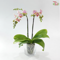 Mini Double Stem Phalaenopsis - YH0711 (Without Vase)