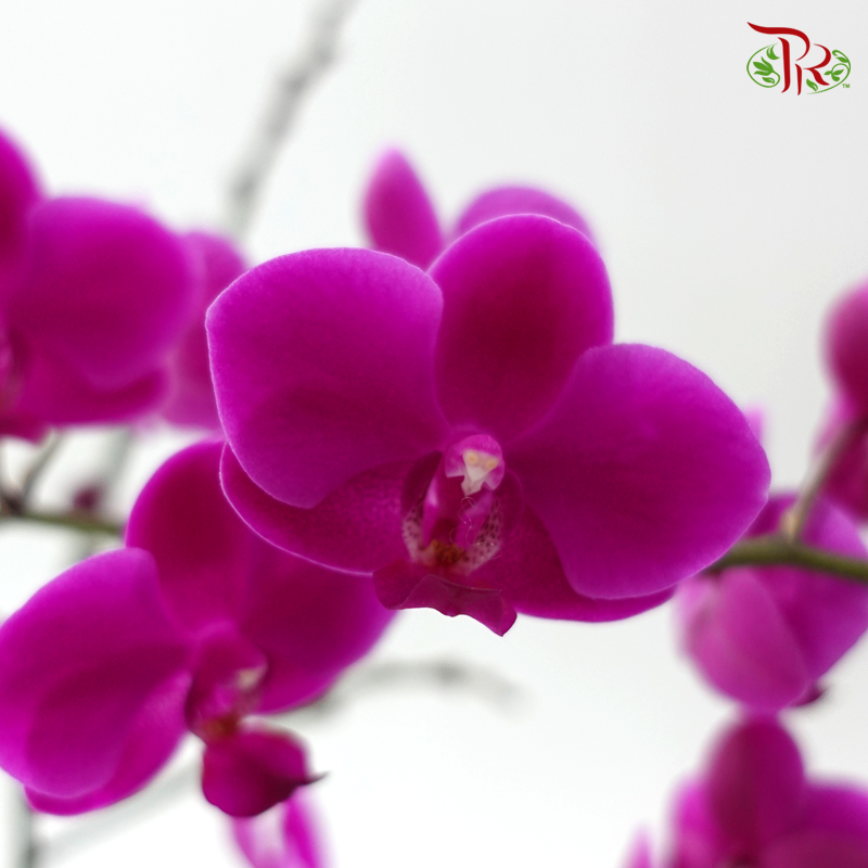 Mini Size Double Stems Phalaenopsis Orchid YH9729 - Purple (Without Pot)