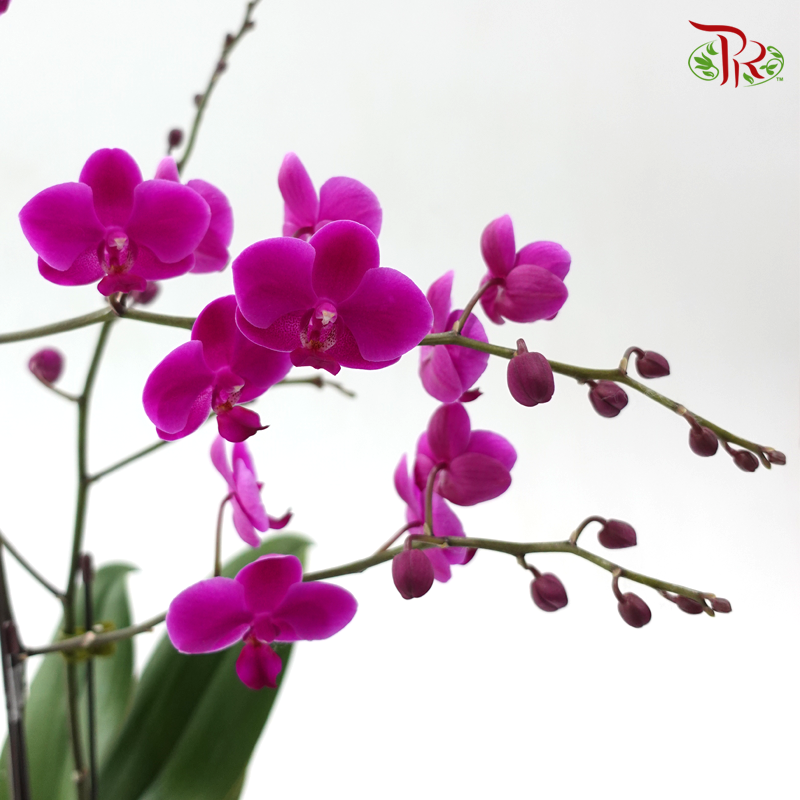 Mini Size Double Stems Phalaenopsis Orchid YH9729 - Purple (Without Pot)