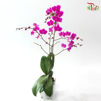 Mini Size Double Stems Phalaenopsis Orchid YH9729 - Purple (Without Pot)