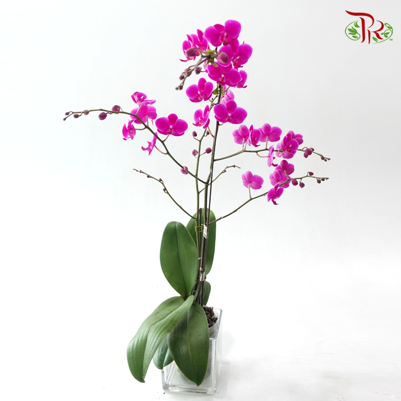 Mini Size Double Stems Phalaenopsis Orchid YH9729 - Purple (Without Pot)