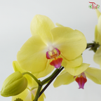 Big Single Stem Phalaenopsis Orchid - Yellow With Pink Lips (YH9807) (Without Pot)