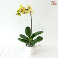 Big Single Stem Phalaenopsis Orchid - Yellow With Pink Lips (YH9807) (Without Pot)