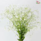 Yabu Meteor (Per Bunch)