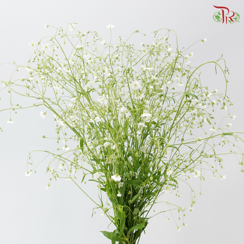 Yabu Meteor (Per Bunch)