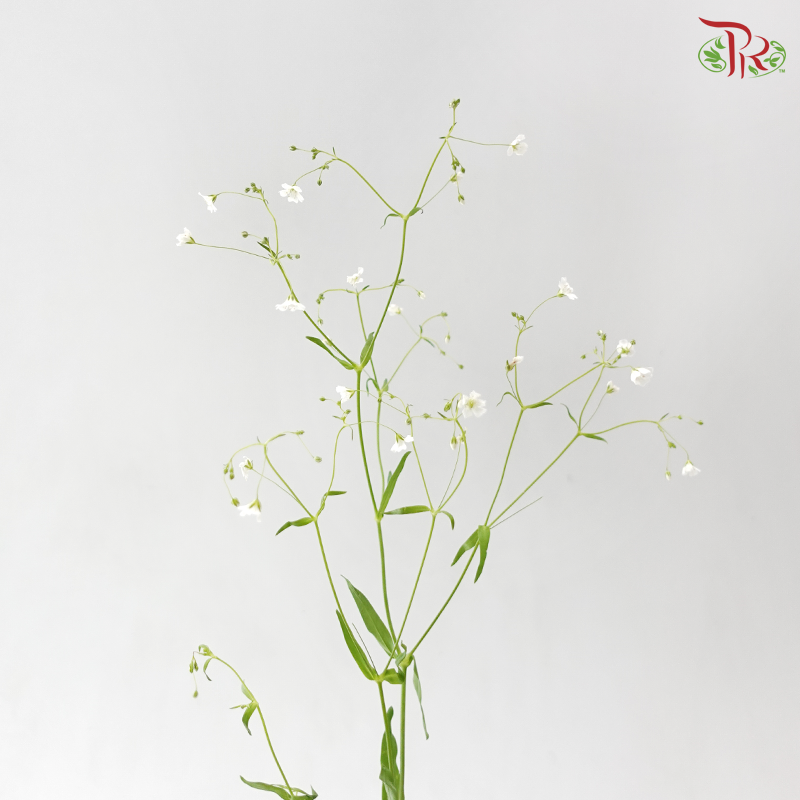 Yabu Meteor (Per Bunch)