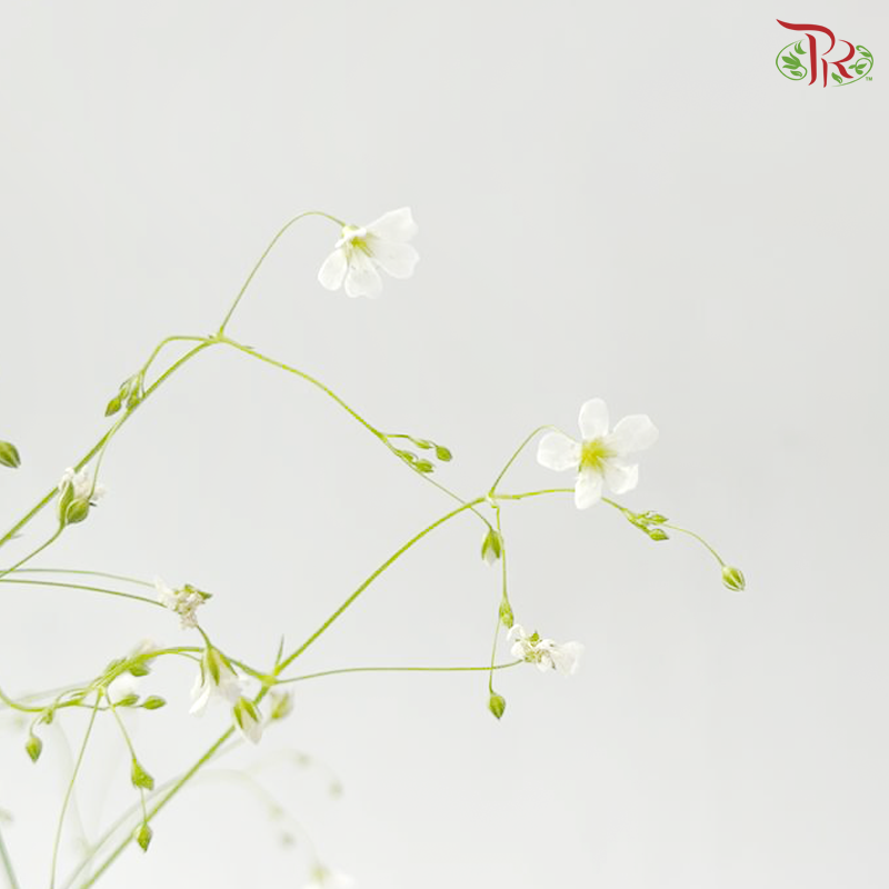 Yabu Meteor (Per Bunch)