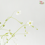 Yabu Meteor (Per Bunch)