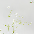 Yabu Meteor (Per Bunch)