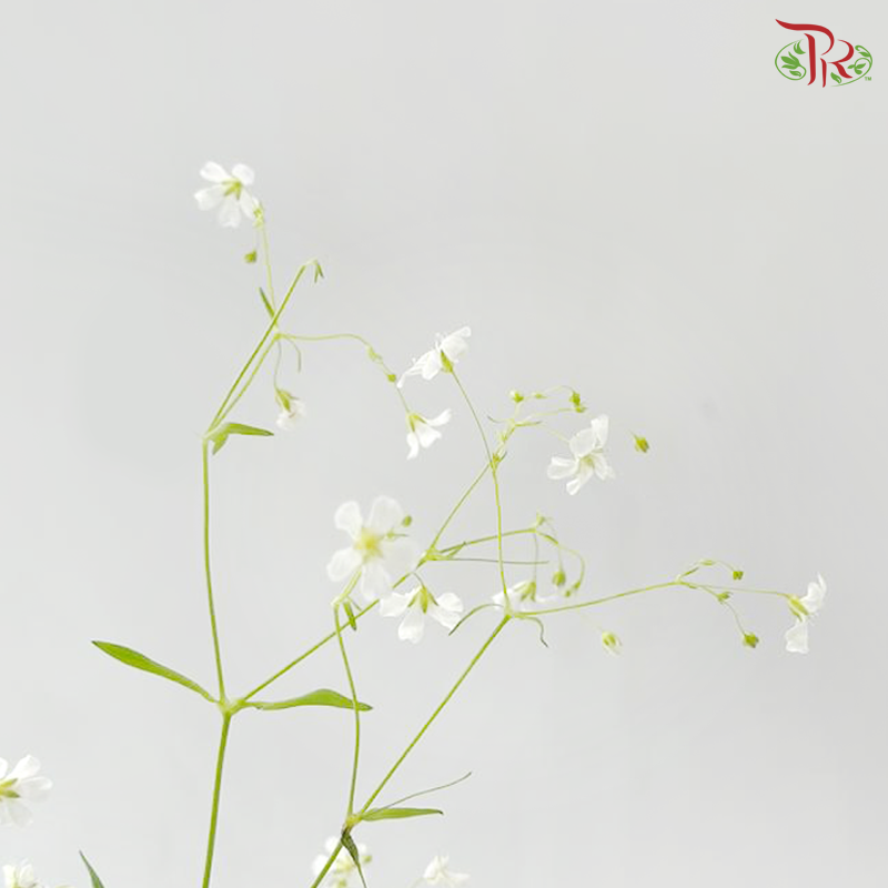 Yabu Meteor (Per Bunch)