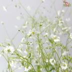 Yabu Meteor (Per Bunch)