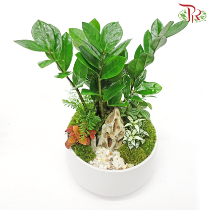 Zamia - Plant Arrangement《金钱树》 - Pudu Ria Florist