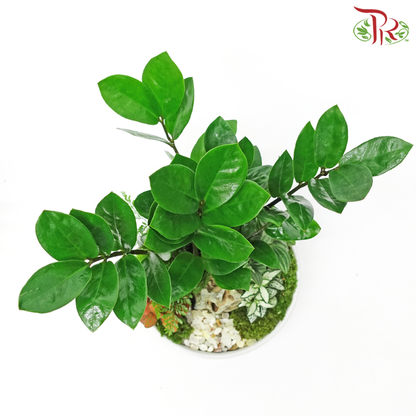 Zamia - Plant Arrangement《金钱树》 - Pudu Ria Florist