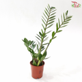 Zamioculcas 120 - 55cm《金钱树》