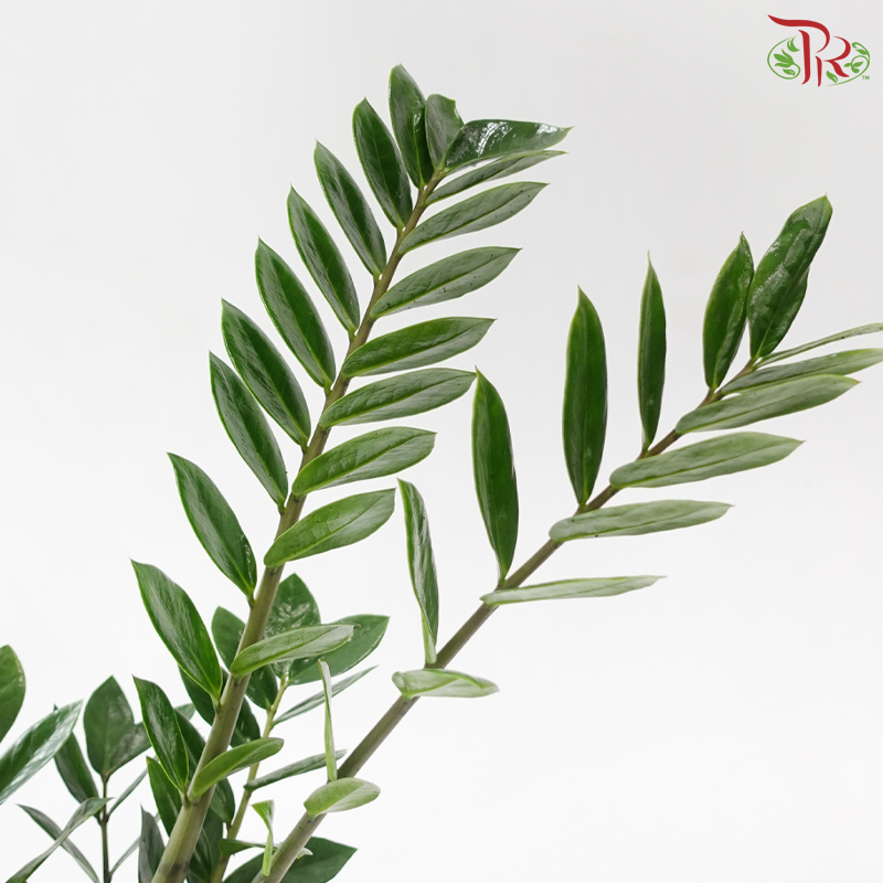 Zamioculcas 120 - 55cm《金钱树》