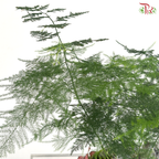 【Father's Day Series】Zen Fern Arrangement (Asparagus Fern Plant Arrangement)