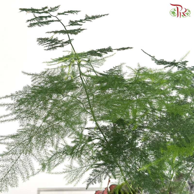 【Father's Day Series】Zen Fern Arrangement (Asparagus Fern Plant Arrangement)