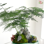 【Father's Day Series】Zen Fern Arrangement (Asparagus Fern Plant Arrangement)