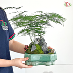 【Father's Day Series】Zen Fern Arrangement (Asparagus Fern Plant Arrangement)