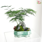 【Father's Day Series】Zen Fern Arrangement (Asparagus Fern Plant Arrangement)
