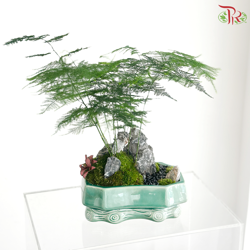 【Father's Day Series】Zen Fern Arrangement (Asparagus Fern Plant Arrangement)