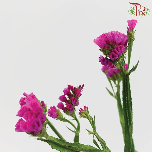 Statice - Cherry Pink (Per Bunch) - Pudu Ria Florist