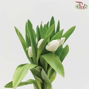 Tulip - Royal Virgin (5 Stems / 10 Stems)