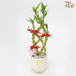 Abundance Bamboo Arrangement (With Pot Colour Options) 《年年有鱼富贵竹》-Beige Pot-Pudu Ria Florist-prflorist.com.my