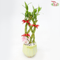 Abundance Bamboo Arrangement (With Pot Colour Options) 《年年有鱼富贵竹》-Green Pot-Pudu Ria Florist-prflorist.com.my
