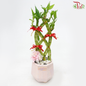 Abundance Bamboo Arrangement (With Pot Colour Options) 《年年有鱼富贵竹》-Pink Pot-Pudu Ria Florist-prflorist.com.my