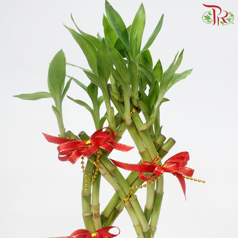 Abundance Bamboo Arrangement (With Pot Colour Options) 《年年有鱼富贵竹》-Pudu Ria Florist-prflorist.com.my