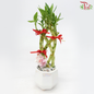 Abundance Bamboo Arrangement (With Pot Colour Options) 《年年有鱼富贵竹》-White Pot-Pudu Ria Florist-prflorist.com.my