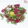 Achillea / Yarrow - Mix Colour Tone (Per Bunch)-Mix Colour Tone-China-prflorist.com.my