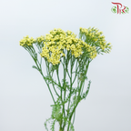 Achillea / Yarrow - Mix Colour Tone (Per Bunch)-Mix Colour Tone-China-prflorist.com.my